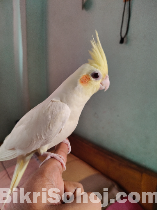 Cokatail Male Tame